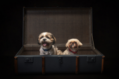 1_Pet-Photography-South-West