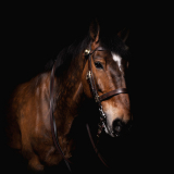 equine horse photography