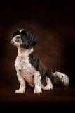 Pet-Portraits-Photography-Somerset-UK
