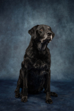 Pet-Portraits-Photography-Somerset-UK