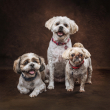 Pet-Portraits-Photography-Somerset-UK