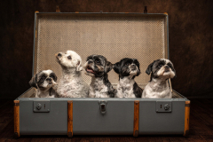 Ian_Phillips_Pet_Portrait_August_UK