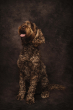 Ian_Phillips_Pet_Portrait_May_UK_2025