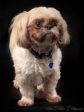 Pet-Photographer-Somerset-Photography-Portraits