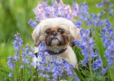 Pet-Photography-Portraits