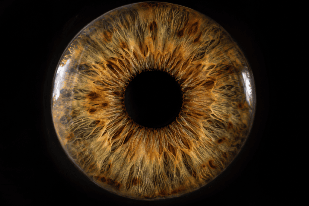hazel eye iris photography